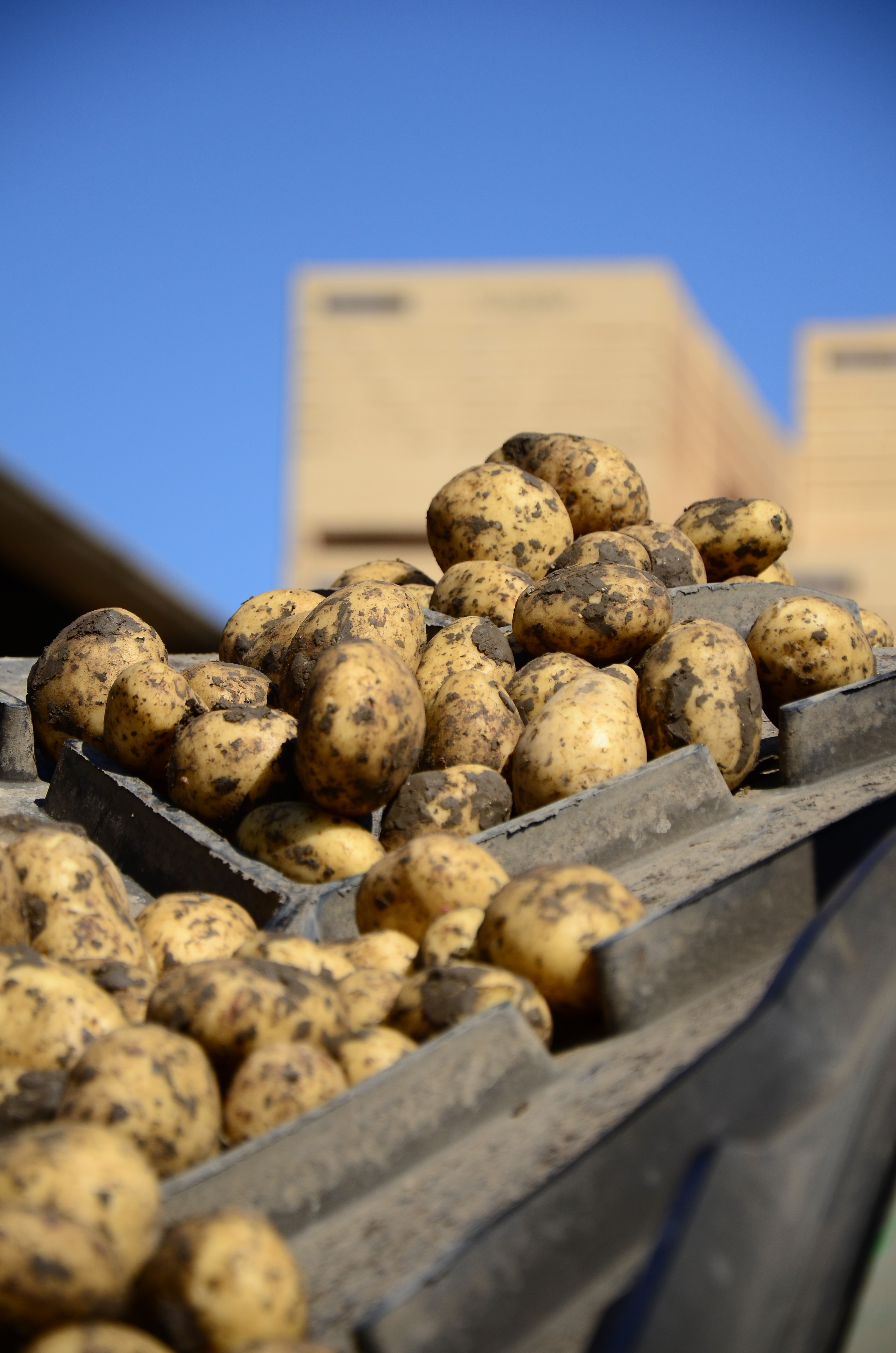 Seed potatoes on a conveyer