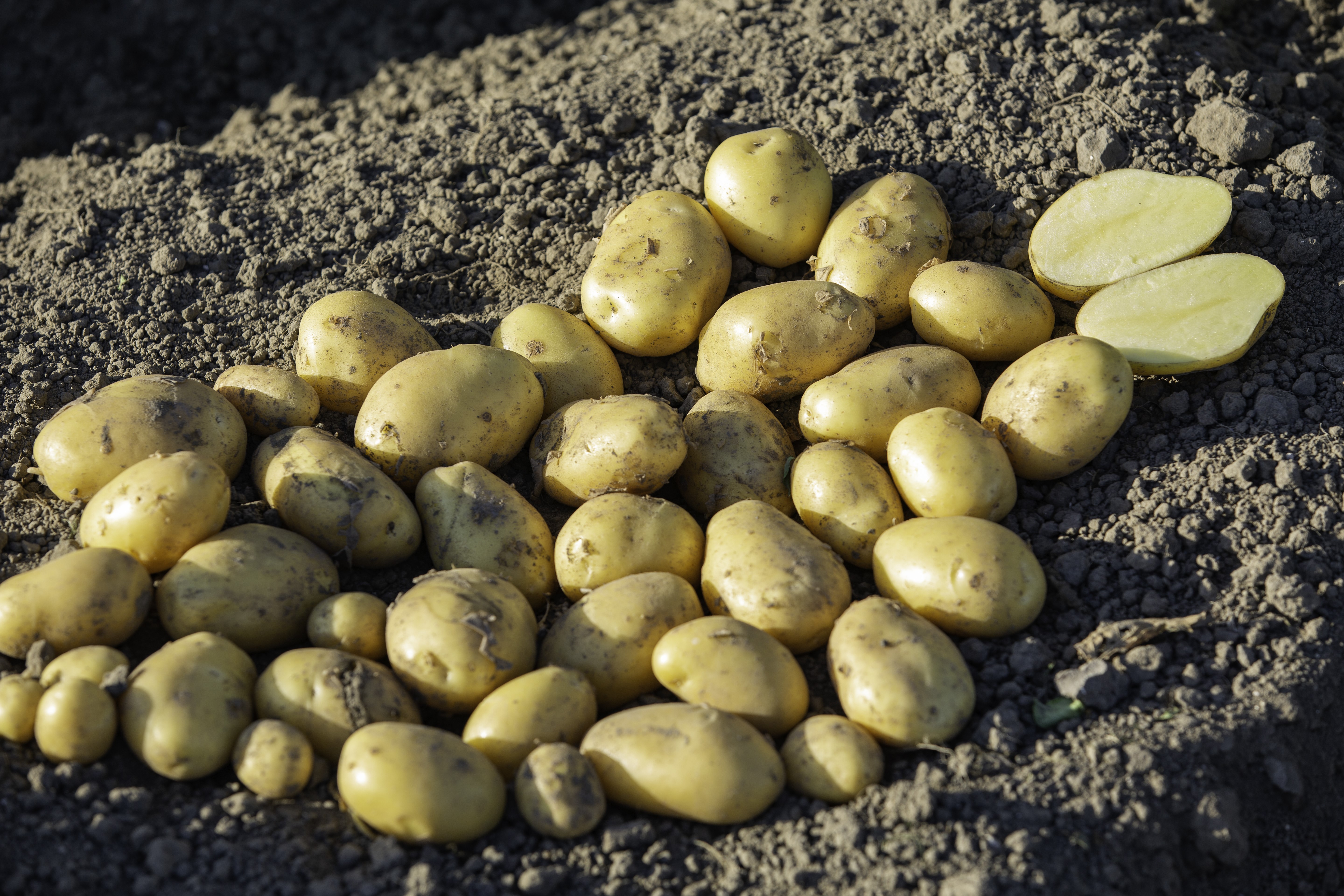 Optimizing potato varieties
